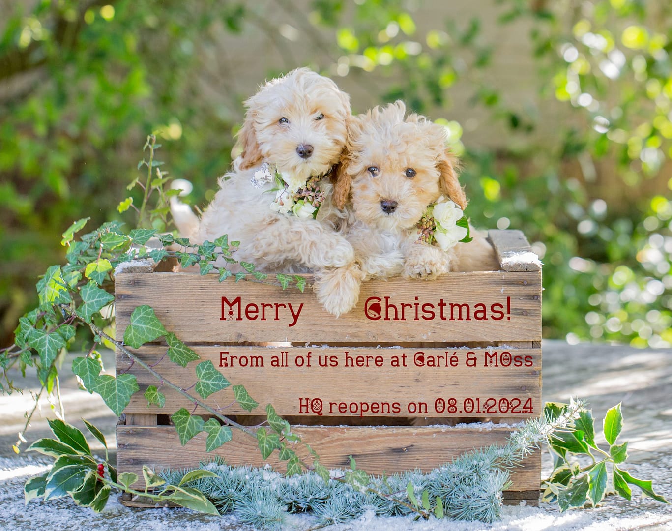Christmas dogs
