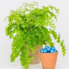 Brand Photographer Nikki Kirk