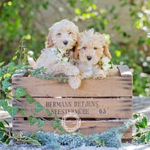 Cavapoo puppies