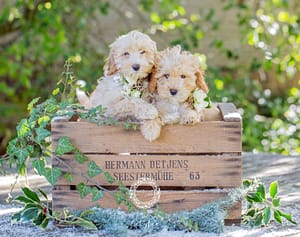Cavapoo puppies