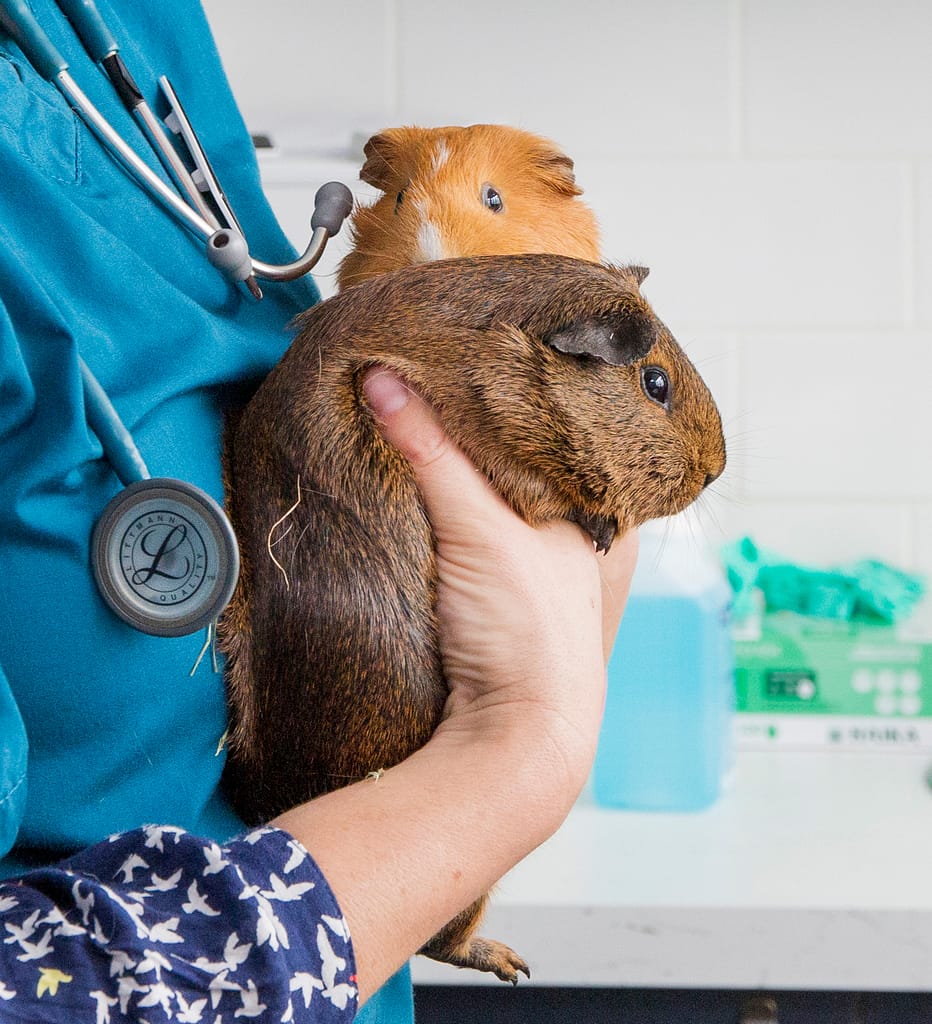 Vet Photographer Nikki Kirk